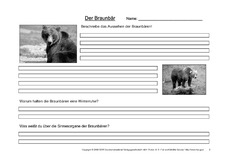 Braunbär-Fragen-2.pdf